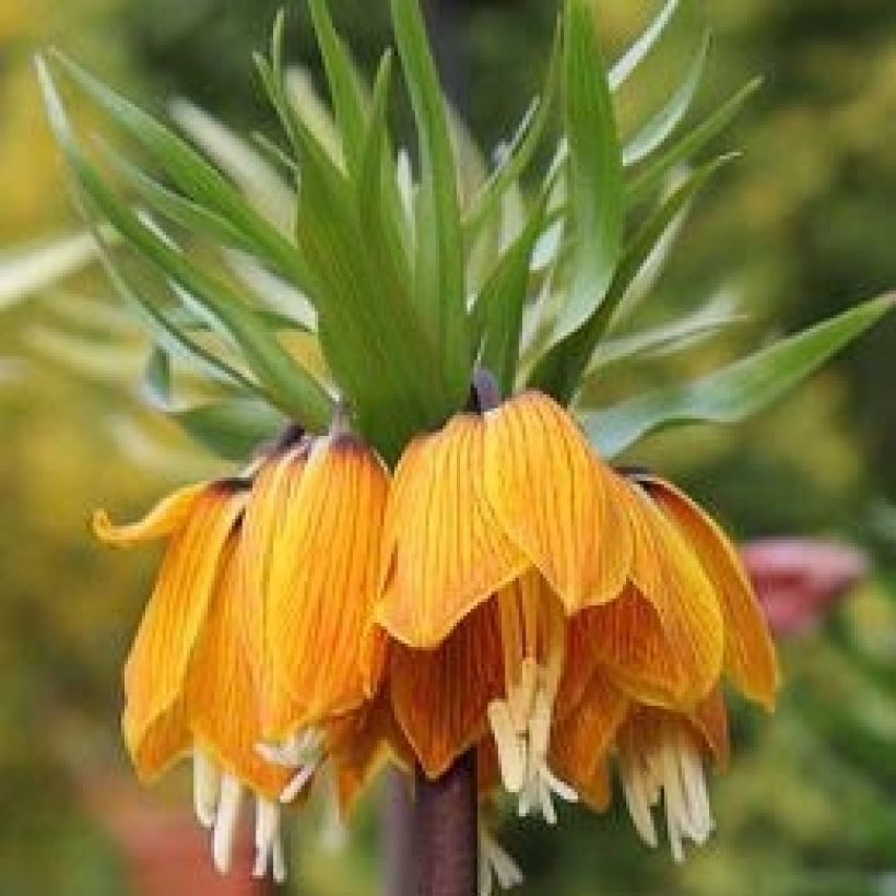 Fritillaire imperialis Striped Beauty - Couronne impériale (Flowering)