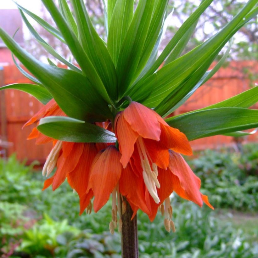 Fritillaire imperialis Rubra - Couronne impériale (Flowering)