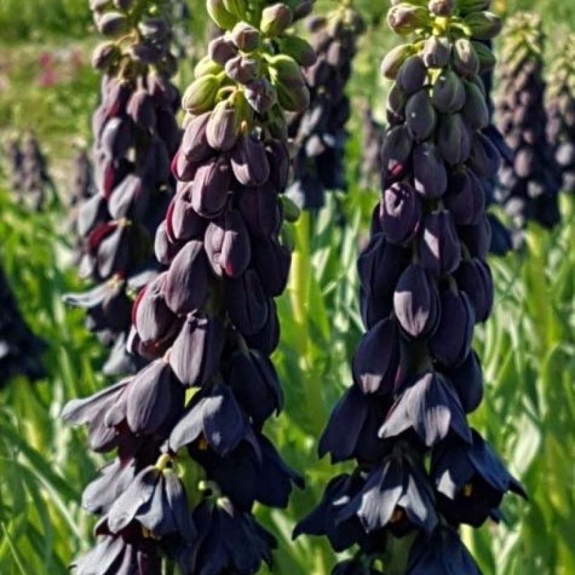 Fritillaria persica Twintowers Tribute - Fritillaire de Perse (Flowering)