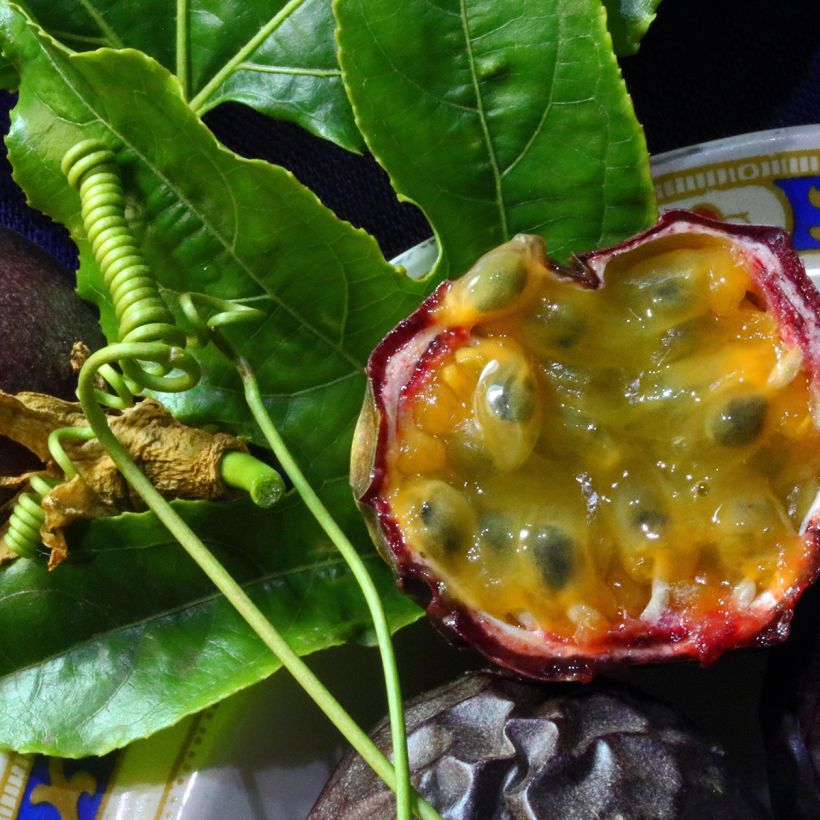 Fruit de la passion (Grenadille) - Passiflora edulis (Harvest)