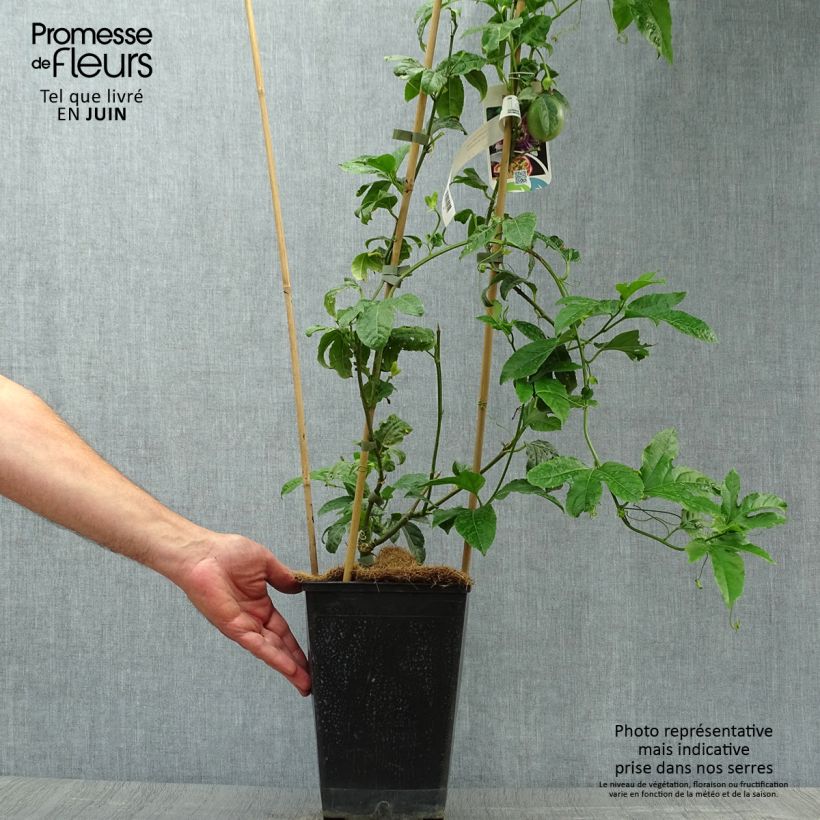 Spécimen de Fruit de la passion (Grenadille) - Passiflora edulis Pot de 3L/4L tel que livré en été