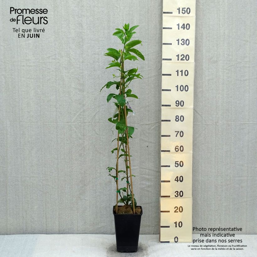Example of Fruit de la passion (Grenadille) - Passiflora edulis Pot de 3L/4L as you get in printemps