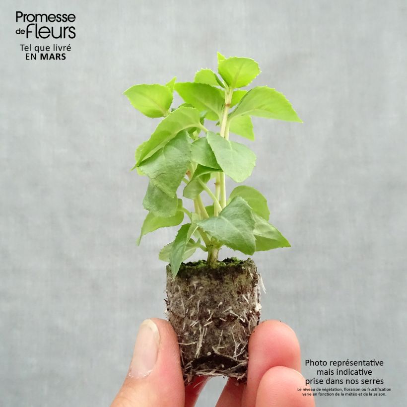 Spécimen de Fuchsia Annabel (Annabelle) Mini-motte Ø 3/4 cm tel que livré au printemps