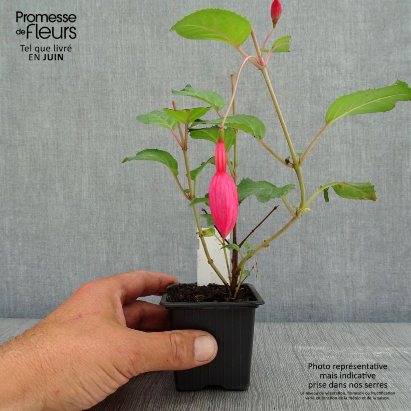 Spécimen de Fuchsia Beacon Rosa Godet de 8/9 cm tel que livré au printemps