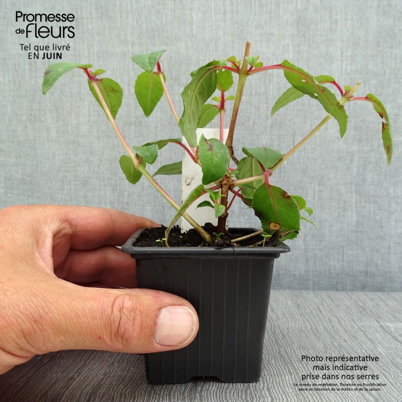 Example of Fuchsia Bernadette Godet de 8/9 cm as you get in printemps
