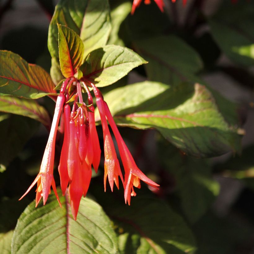 Fuchsia Bush Gartenmeister Bonstedt (Floraison)