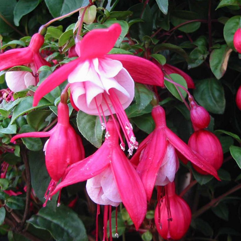 Fuchsia rustique Connie (Flowering)