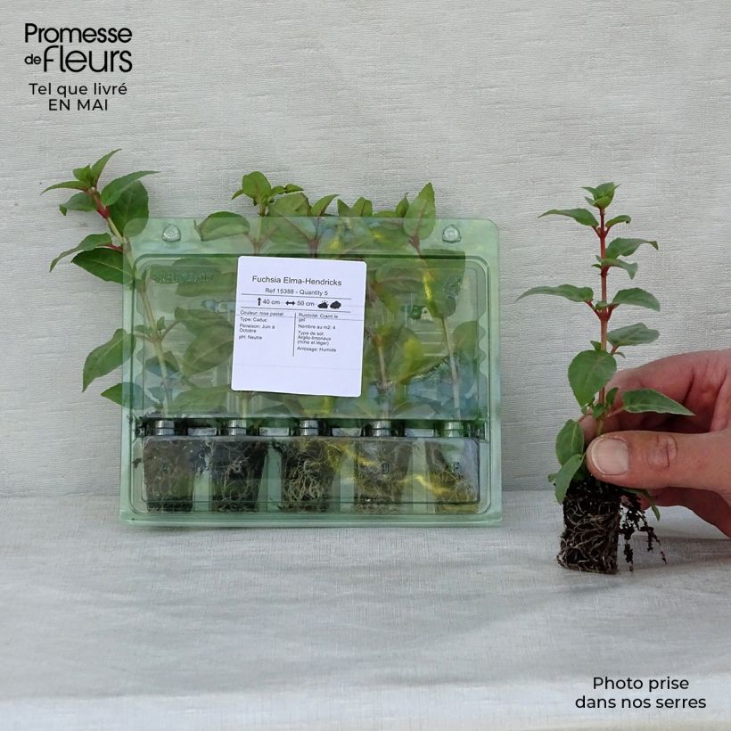Spécimen de Fuchsia Elma-Hendricks Mini-motte Ø 1,5/2,5 cm tel que livré au printemps