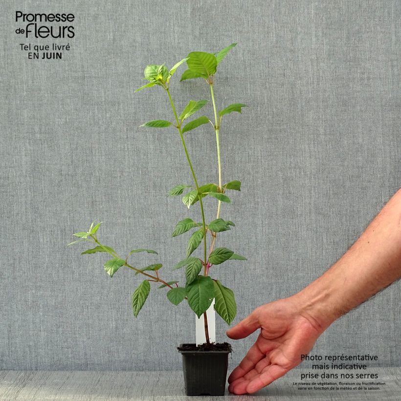 Spécimen de Fuchsia First Success Godet de 8/9 cm tel que livré au printemps