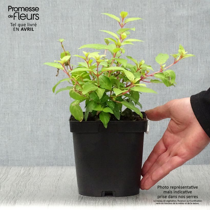 Spécimen de Fuchsia Genii  Pot de 2L/3L tel que livré au printemps