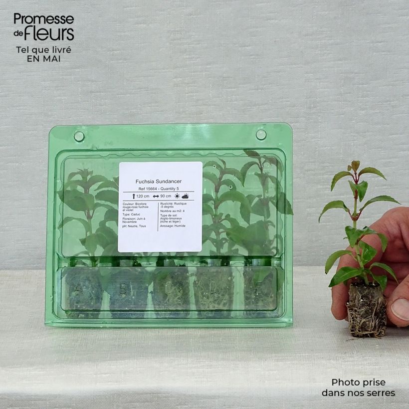 Spécimen de Fuchsia Sundancer  Mini-motte Ø 1,5/2,5 cm tel que livré au printemps