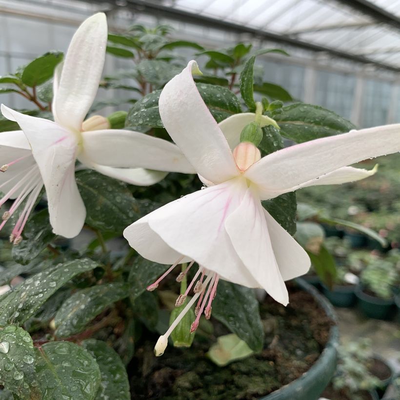 Fuchsia Ting a Ling (Floraison)