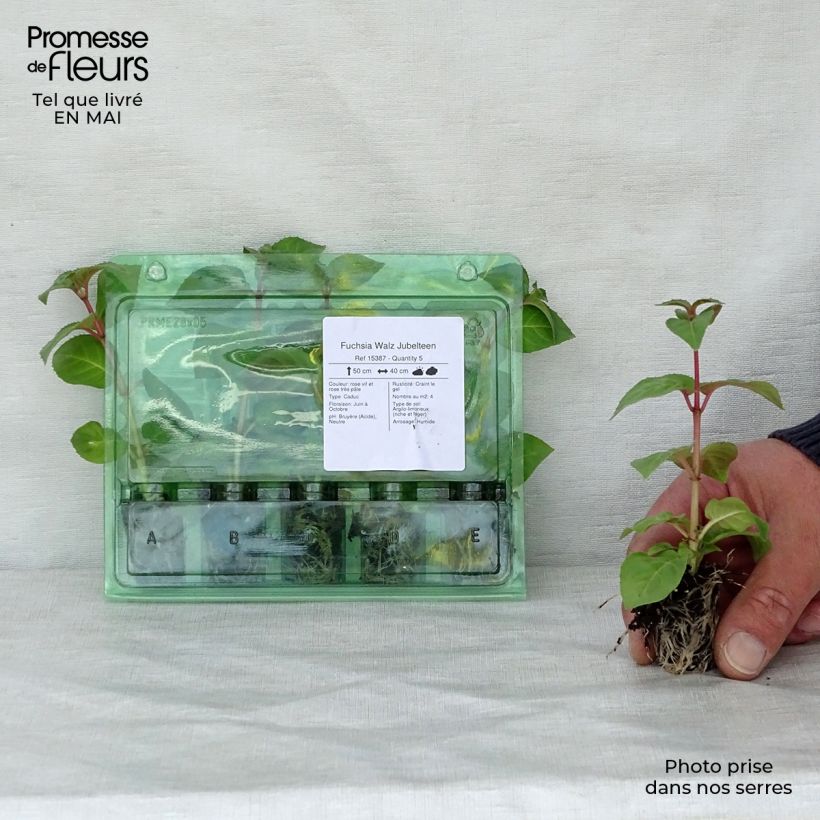 Spécimen de Fuchsia Walz Jubelteen  Mini-motte Ø 1,5/2,5 cm tel que livré au printemps