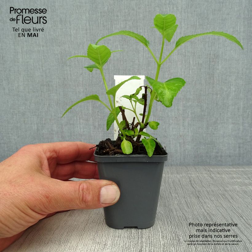 Example of Fuchsia du Cap, Phygelius aequalis Yellow Trumpet Godet de 8/9 cm as you get in printemps