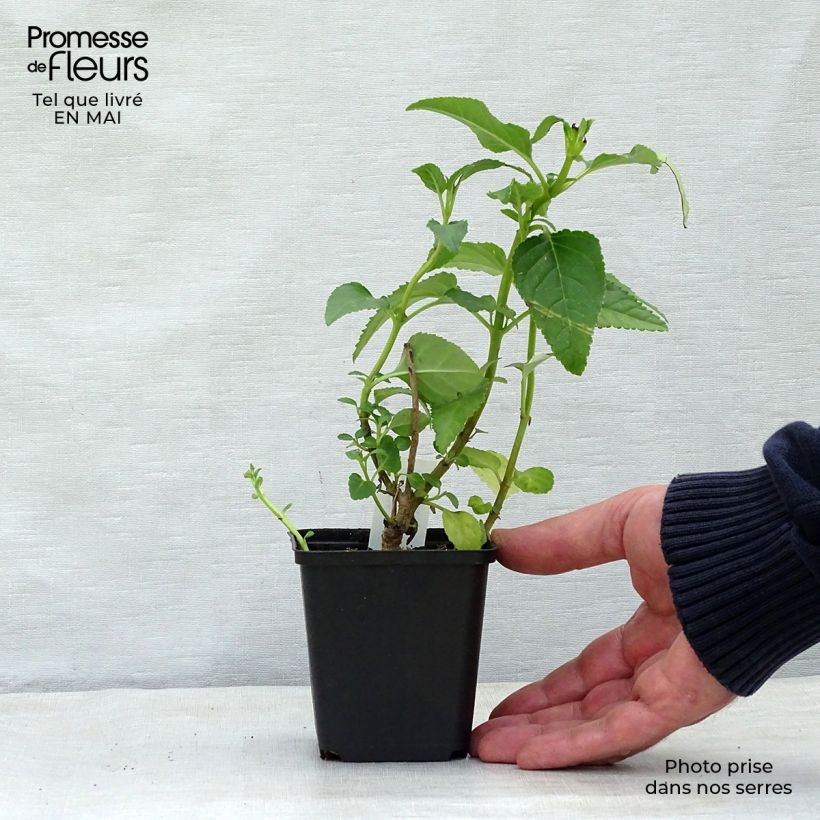 Spécimen de Fuchsia du Cap - Phygelius rectus Moonraker Godet de 8/9 cm tel que livré au printemps