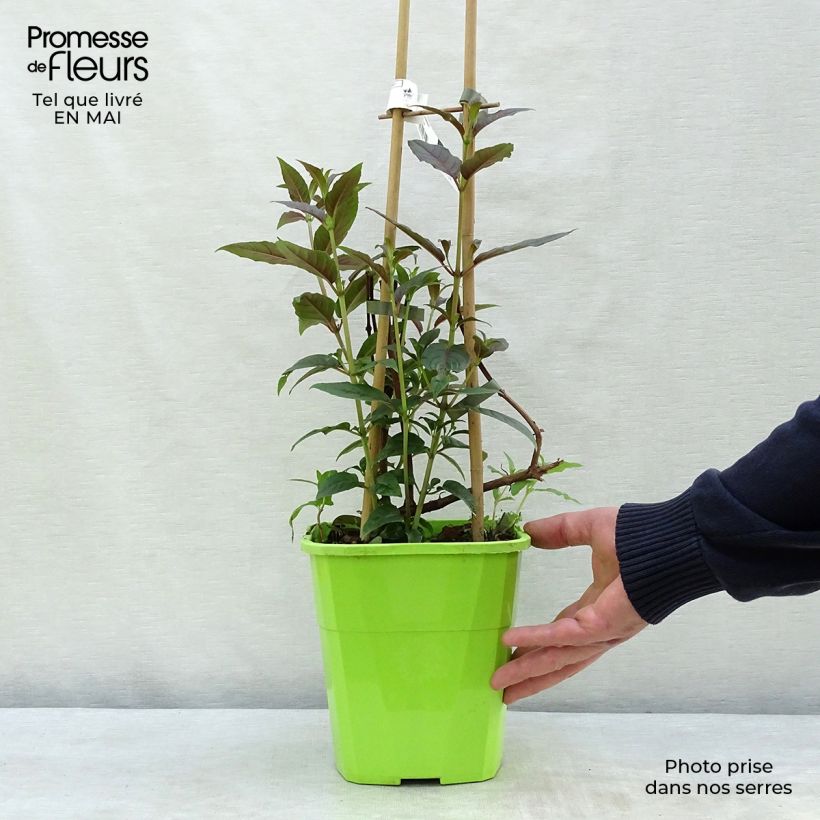 Spécimen de Fuchsia grimpant - Fuchsia Lady Boothby Pot de 3L/4L tel que livré au printemps