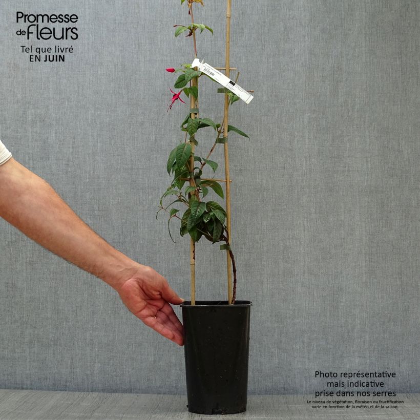 Spécimen de Fuchsia grimpant - Fuchsia Lady Boothby Pot de 3L/4L tel que livré en été