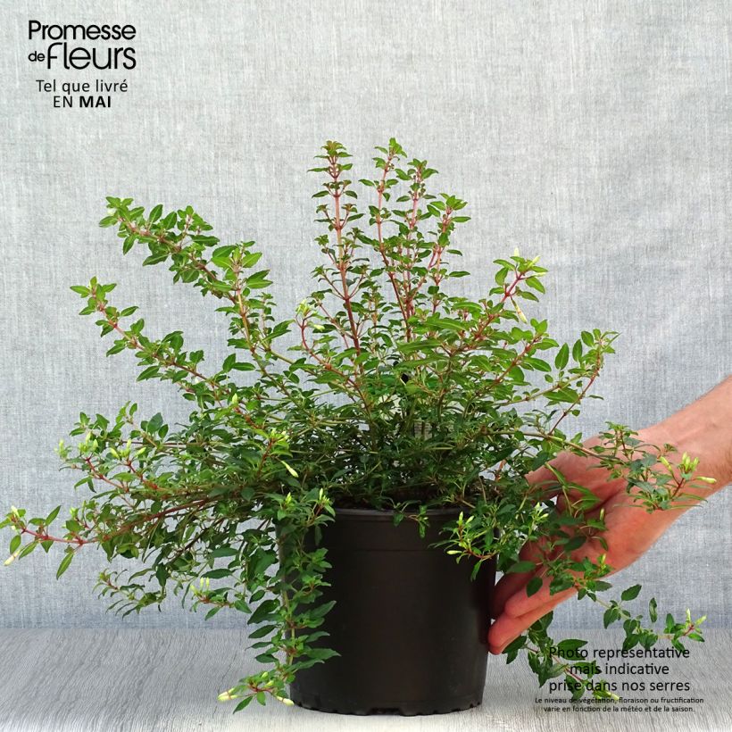 Spécimen de Fuchsia magellanica Arauco Pot de 1,5L/2L tel que livré au printemps