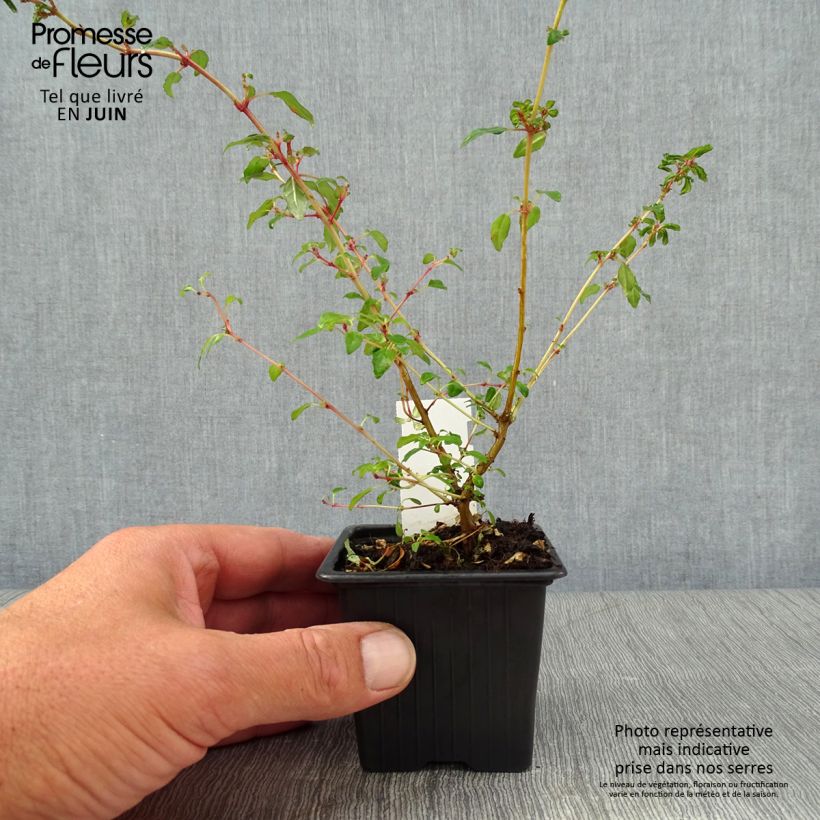 Spécimen de Fuchsia magellanica Arauco Godet de 8/9 cm tel que livré en été