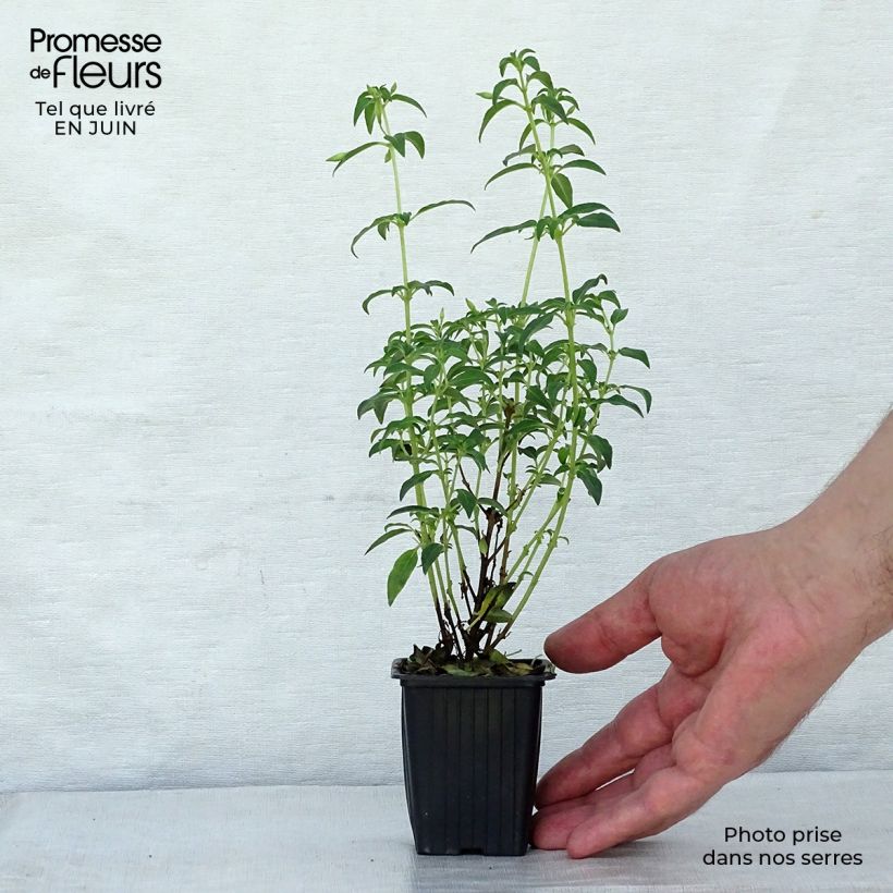 Spécimen de Fuchsia magellanica Hawkshead  Godet de 7/8 cm tel que livré en été