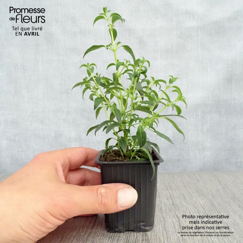 Spécimen de Fuchsia magellanica Hawkshead  Godet de 7/8 cm tel que livré au printemps