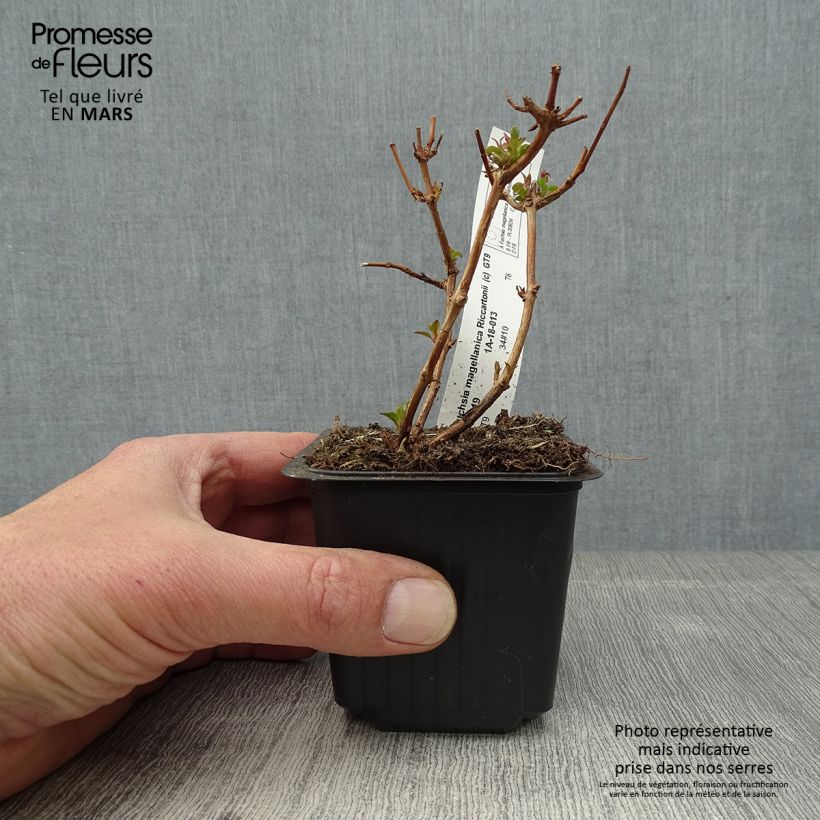 Example of Fuchsia magellanica Riccartonii - Fuchsia de Magellan Godet de 8/9 cm as you get in printemps