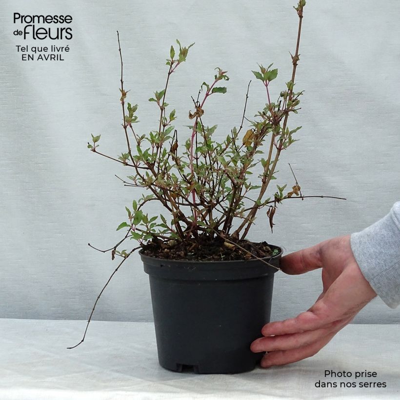 Example of Fuchsia magellanica Riccartonii - Fuchsia de Magellan Pot de 2L/3L as you get in printemps