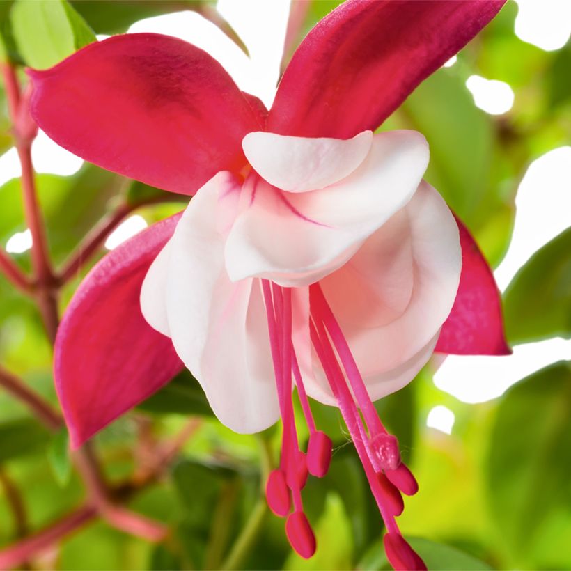 Fuchsia magellanica Snow Cap - Fuchsia rustique (Floraison)