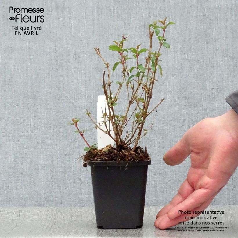 Example of Fuchsia magellanica var. gracilis Aurea Godet de 7/8 cm as you get in printemps