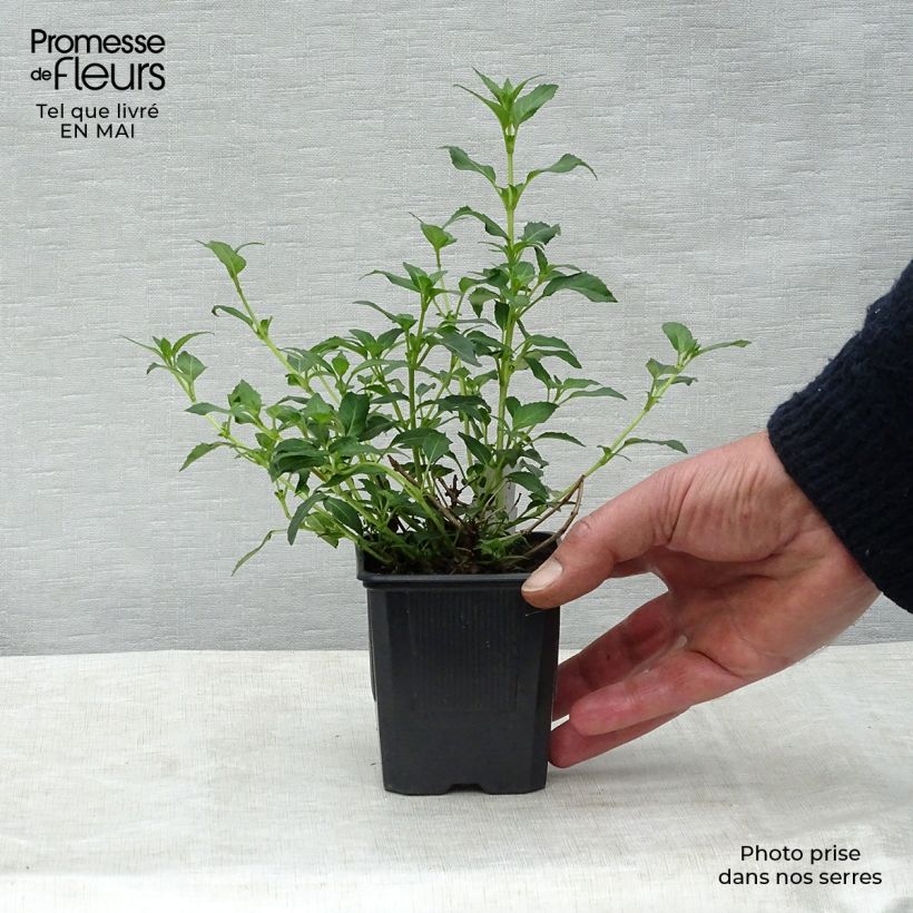 Spécimen de Fuchsia magellanica var. molinae Godet de 8/9 cm tel que livré au printemps