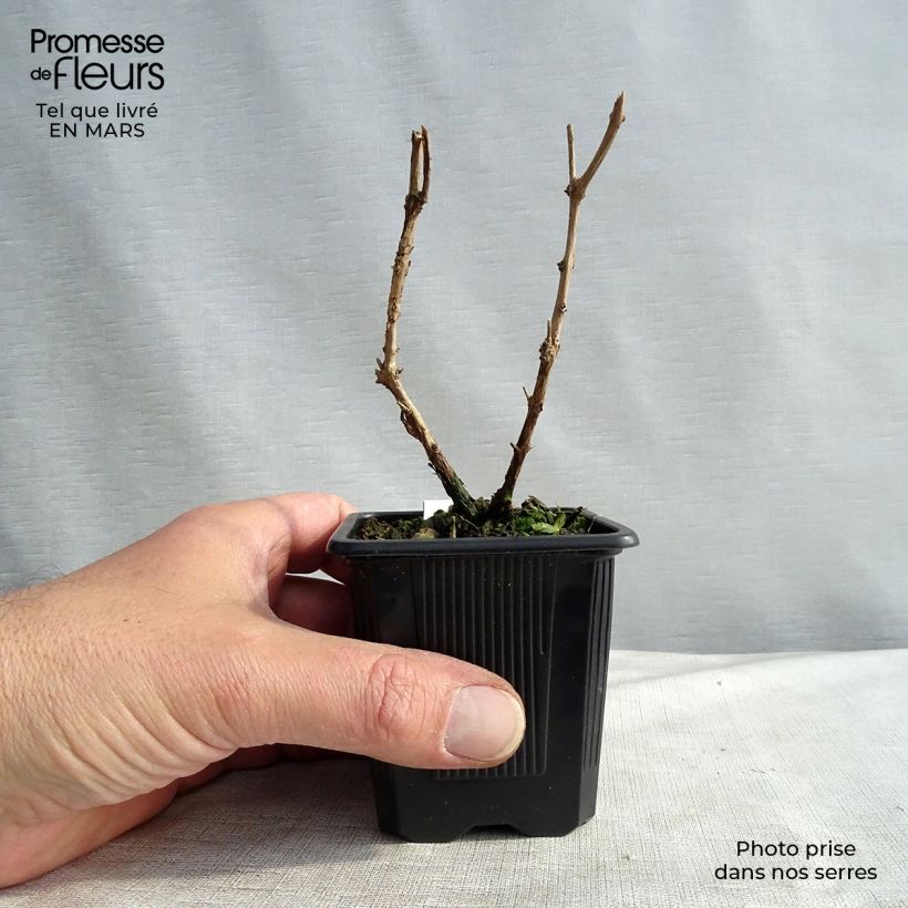 Example of Fuchsia magellanica var. gracilis Godet de 8/9 cm as you get in printemps