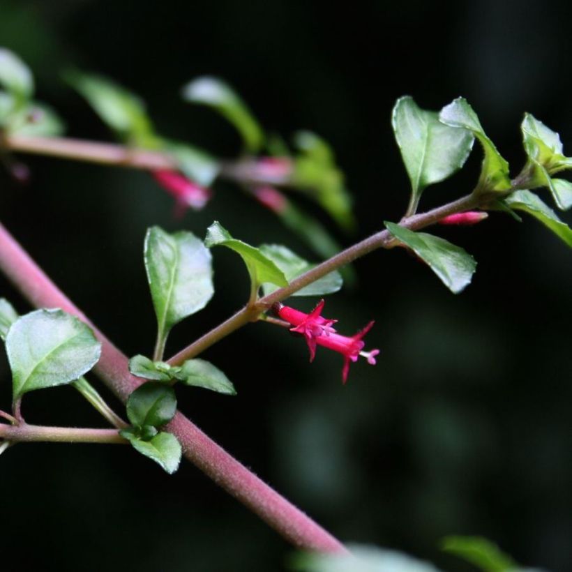 Fuchsia microphylla ssp. hemschleiana (Flowering)