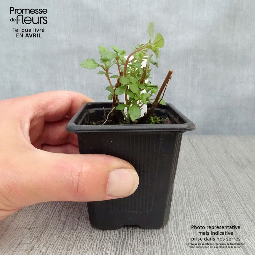 Spécimen de Fuchsia microphylla ssp. microphylla Godet de 8/9 cm tel que livré au printemps