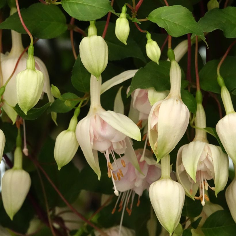 Fuchsia retombant Pink Marshmallow (Floraison)