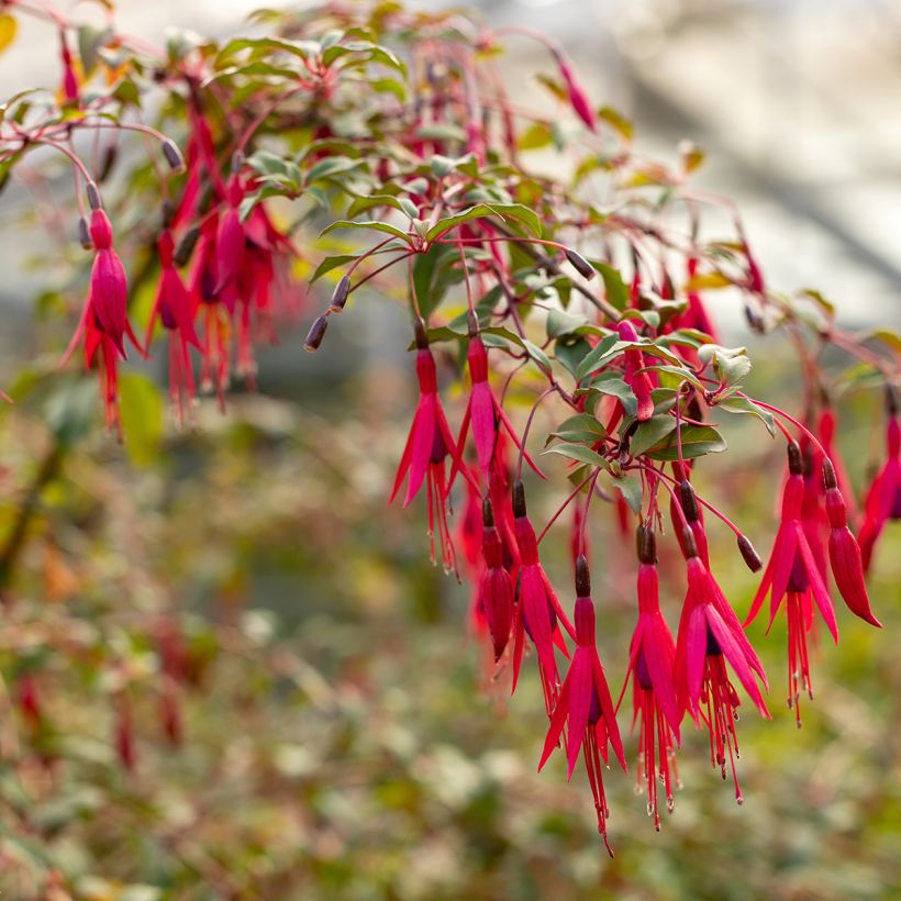 Fuchsia regia Regal (Floraison)