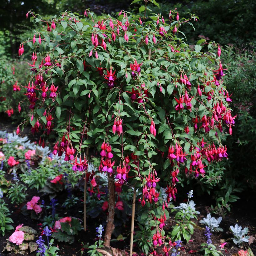 Fuchsia regia Regal (Port)