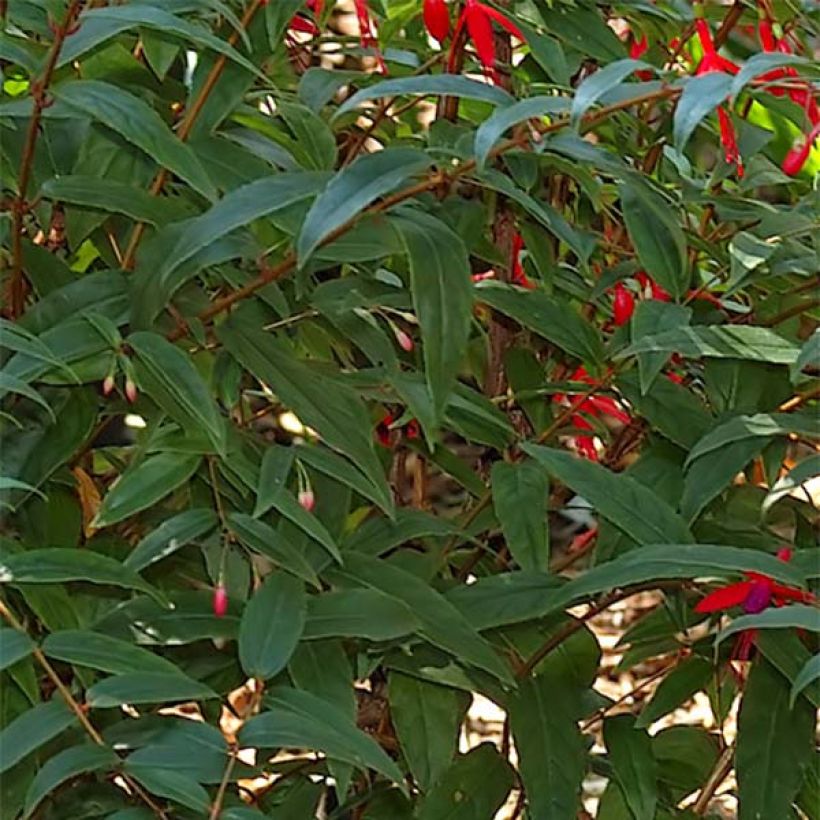 Fuchsia regia Reitzii - Fuchsia royal (Foliage)