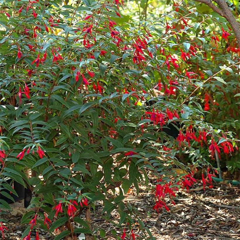 Fuchsia regia Reitzii - Fuchsia royal (Plant habit)