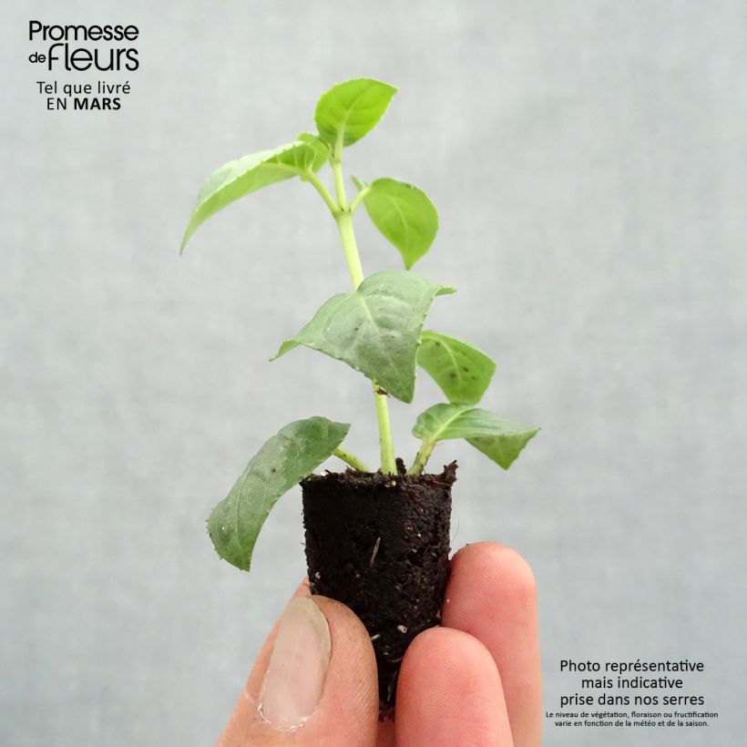 Spécimen de Fuchsia retombant Bella Rosella  Mini-motte Ø 1,5/2,5 cm, Plant vert de 5 à 10 cm de haut tel que livré au printemps