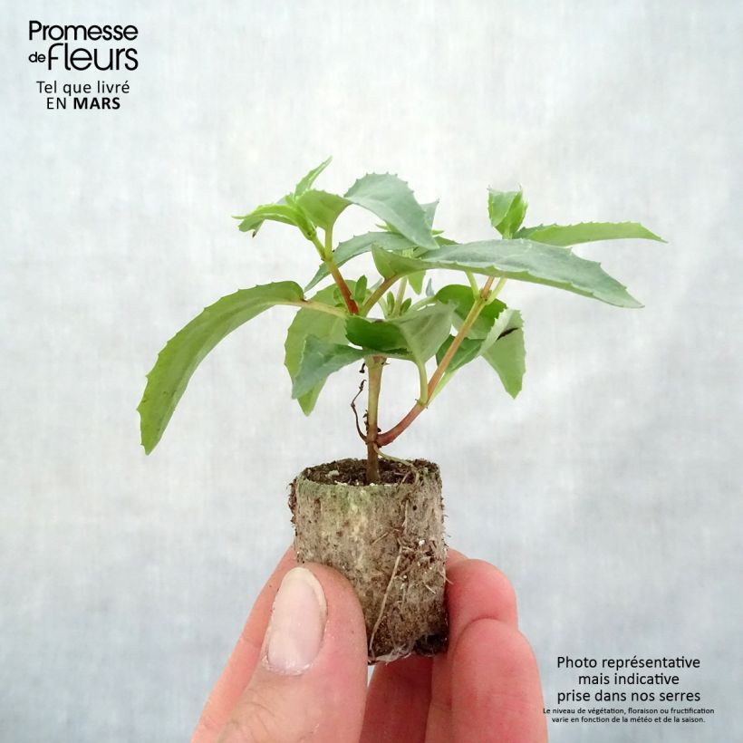 Spécimen de Fuchsia retombant Blue Angel Mini-motte Ø 3/4 cm tel que livré au printemps