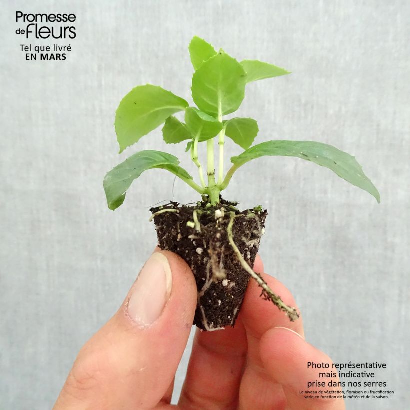 Spécimen de Fuchsia retombant Pink Marshmallow Mini-motte Ø 3/4 cm, Plant vert de 5 à 10 cm de haut tel que livré au printemps