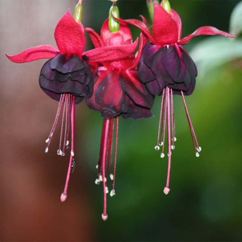 Fuchsia retombant Rohees New Millenium  (Flowering)