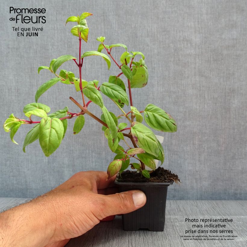 Example of Fuchsia retombant Rohees New Millenium  Godet de 8/9 cm as you get in printemps