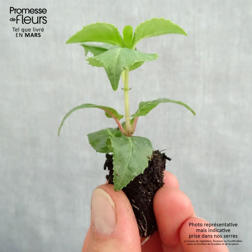 Spécimen de Fuchsia retombant Royal Mosaïc Mini-motte Ø 1,5/2,5 cm, Plant vert de 5 à 10 cm de haut tel que livré au printemps