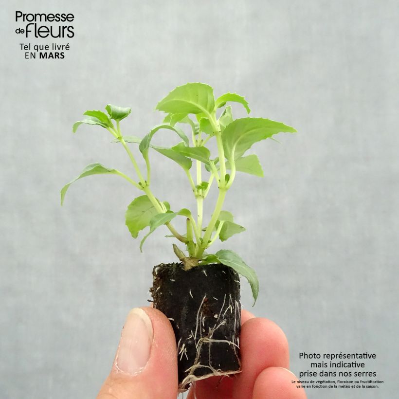 Spécimen de Fuchsia rustique Blue Sarah Mini-motte Ø 3/4 cm, Plant vert de 5 à 10 cm de haut tel que livré au printemps