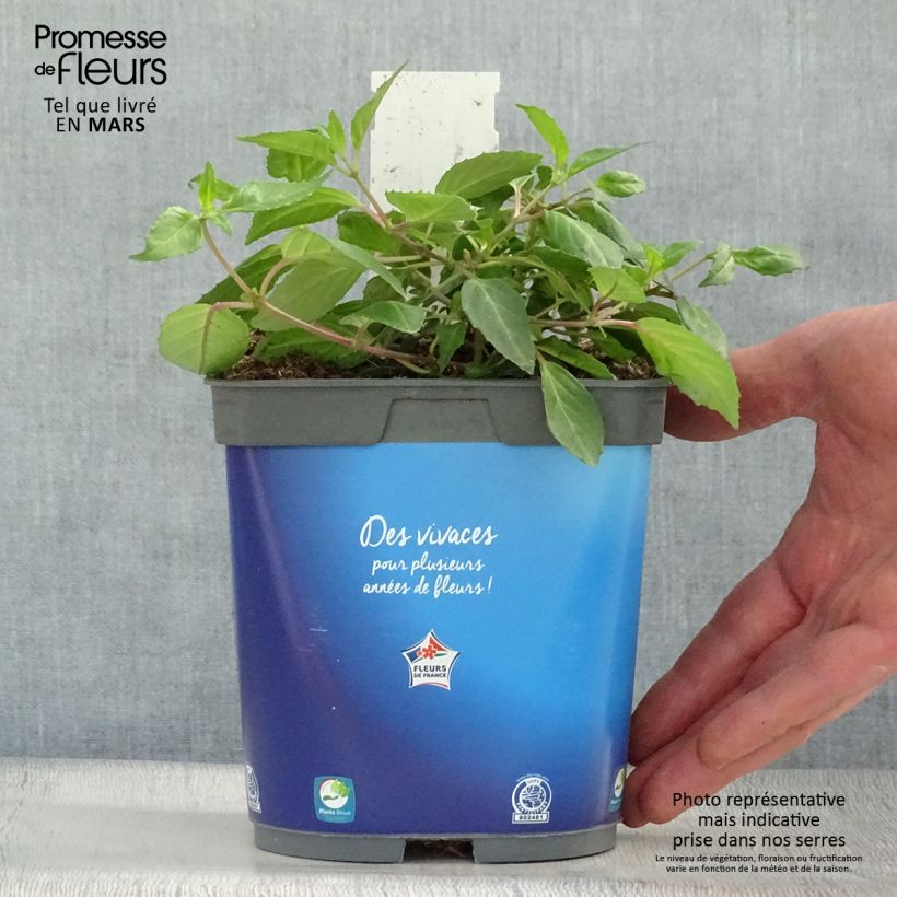 Spécimen de Fuchsia rustique Blue Sarah Pot de 2L/3L tel que livré au printemps