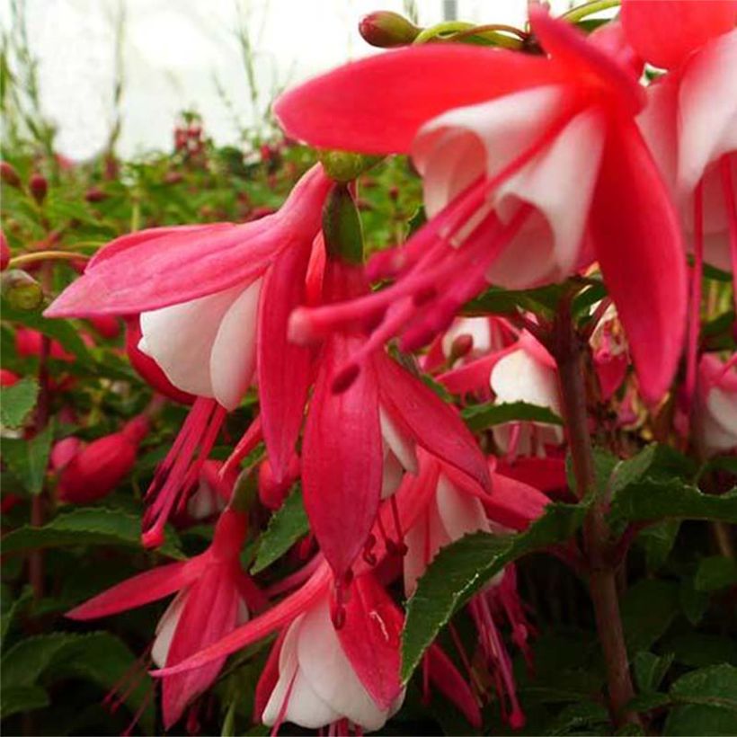Fuchsia rustique Lady Thumb (Flowering)