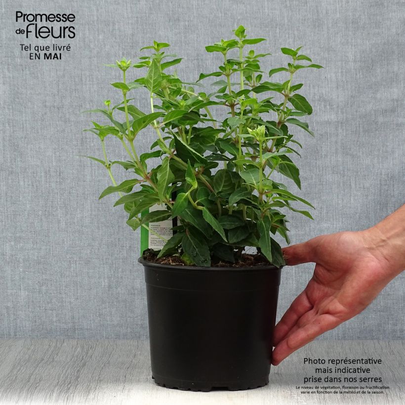 Spécimen de Fuchsia rustique Margaret Pot de 2L/3L tel que livré au printemps
