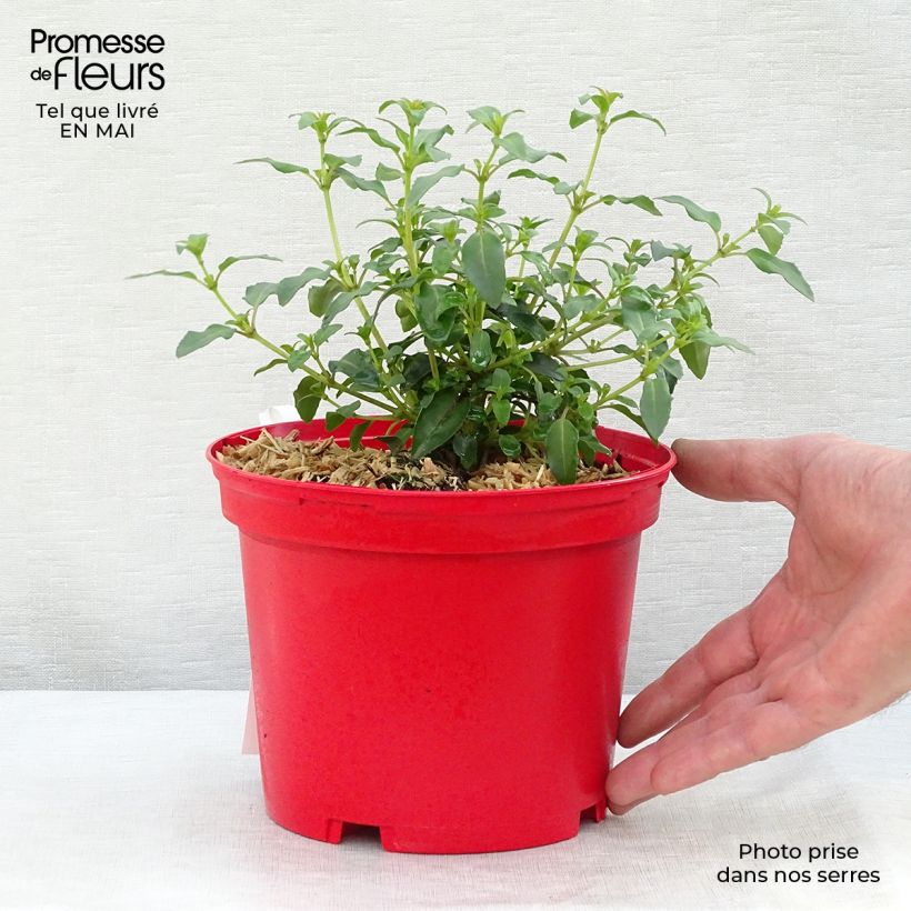 Spécimen de Fuchsia rustique Tom Thumb (Tom Pouce) Pot de 2L/3L tel que livré au printemps