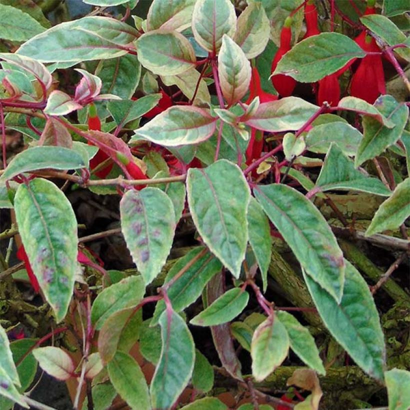 Fuchsia rustique Tom West (Foliage)